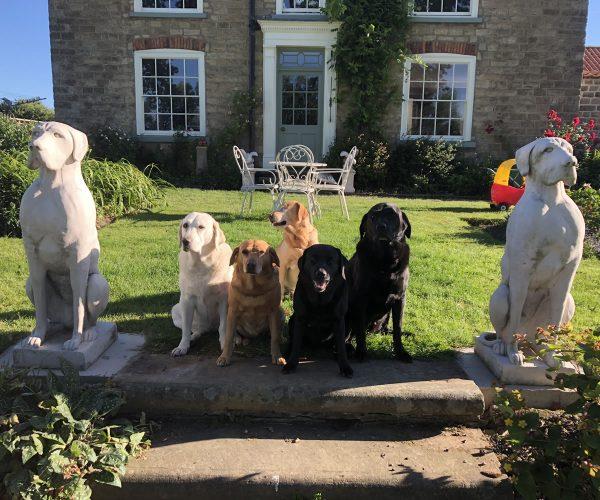 Single Large Great Dane Stone Garden Fountains & Garden Water Features in UK